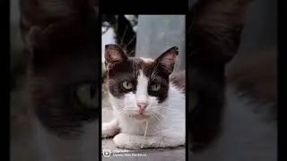 Cat   2k video  in street