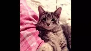 My Sweet Boy Odin