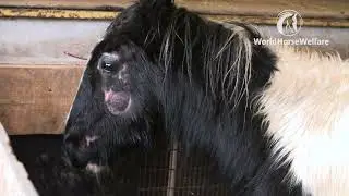 Will you help neglected horses like Barney?