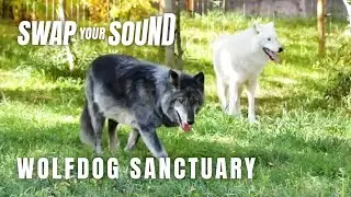 Swap Your Sound — Banff Wolfdog Sanctuary