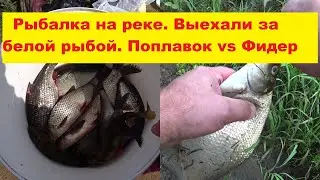 Рыбалка на реке Гауя. За белой рыбой. Поплавок vs Фидер. Cope Gaujā. Pludiņš vs Fiders.