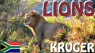 🦁 Exploring the  LIONS of KRUGER NATIONAL PARK in South Africa