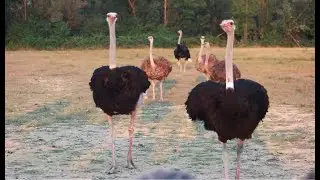 Interesting facts about Ostriches
