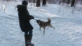 Кручу Чака на веревке в лесу