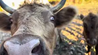 Heifer about to pop!