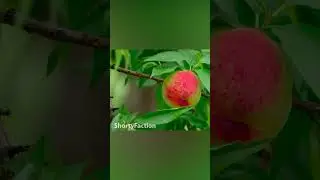 Наглость - второе счастье