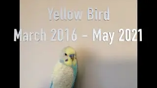 Goodbye Yellow Bird