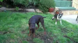 Pit Bull vs Doberman