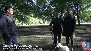 Testimonial: Instant Change After Just 1 Class With E-Collar For Nervous 6-Month Old Puppy