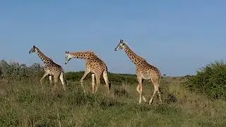 Giraffe 🦒 love ... Tallest land mammal