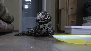 Ящерицы едят цыплят. Копа в восторге.
