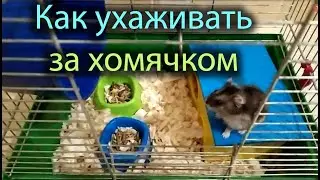 Мой хомяк живет в самых лучших условиях. Правильный уход за хомяком