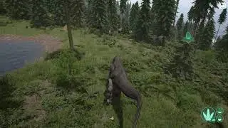 The Isle Fresh Adult Rex vs Mid-Adult Acro