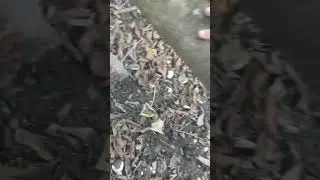 the forest in Austria (Athering)