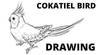 Cockatiel Bird Drawing Easy, How To Draw A Cockteil For Beginners Step By Step