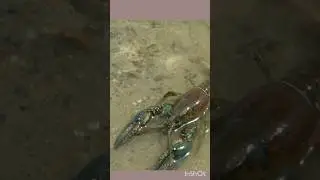 A big Colorado Crayfish #nature #crayfish