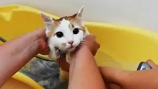 Это Неизбежно! Кошачий День Чистоты!