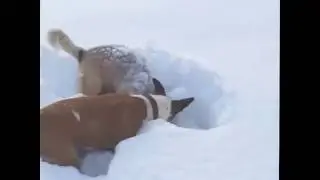 Когда снега много не бывает!
