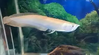 Aligator Spatula, Oscar, Palmas, Black Ghost dan Arwana dalam Satu Aquarium
