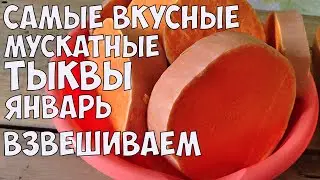 САМЫЕ УРОЖАЙНЫЕ МУСКАТНЫЕ СОРТА ТЫКВЫ!! ДОЛЕЖАЛИ ДО ЯНВАРЯ!!!РАЗРЕЗАЕМ!!!
