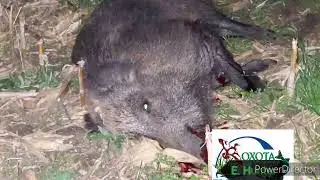 Охота на кабана!