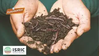 Better data protects nutrients in soil: A #WorldSoilDay 2022 message