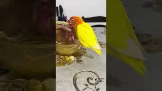 HANDFEED  LOVEBIRDS