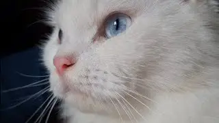 Cat's Eyes Movement.
