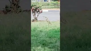 INDIAN HERON BIRD