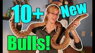 Meet our New Bullsnake Morphs!