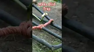 making bird trap in jungle
