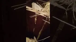 Козы, козлята, пополнение, козлячье царство