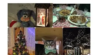 ВлогДачный ❄Новогодне Рождественский🎄....и Котики...))) 😻