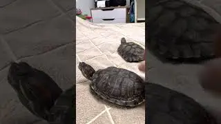 Черепашья ферма/ суп