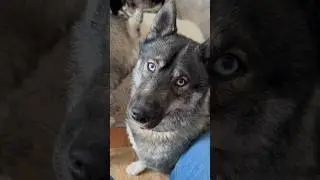 ДОМАШНИЙ ВОЛК
