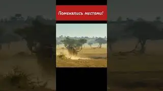 #blackpink #animals #shortsvideo #animal #nature #wildlife #шортс #шортс2023