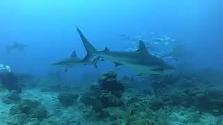 Dive2 1 Cara a Cara - Shark Feeding