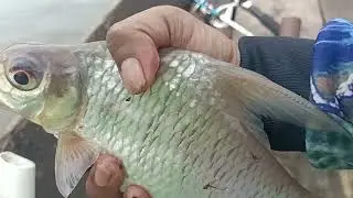 FULL STRIKE IKAN PEPAH! MANCING LIAR WAY TERUSAN LAMPUNG #fishing #mancing #feedshorts