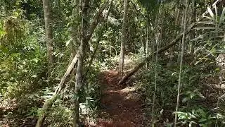 ANOTHER TRAIL CONNECTING THE MELIPONARIES
