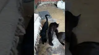 большой сбор котеек