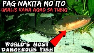 10 Pinakadelikadong Isda sa Mundo / World's Most Dangerous Fish | Historya