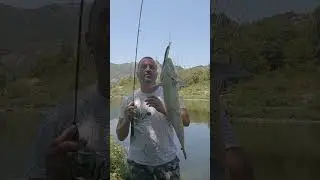 Кефал от река Арда.