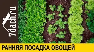🌱 Ранняя посадка овощей: ЧТО, КОГДА и КАК - 7 дач