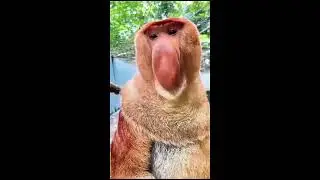 Я УЖЕ НЕ МОГУ