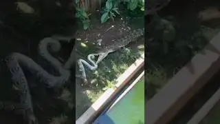 CROCODILE vs. PYTHON | 