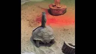 Timon and Roomba
