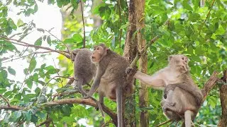 A Big family stay on the hold tree event they sleep, eating, finding fleas...etc. 🐒