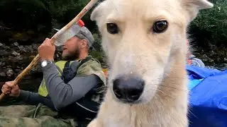 Таёжный пёс первый раз в жизни идёт на катамаране