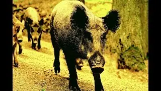 Boys Scouts vs. Girl Scouts? Radioactive Wild Boars & Shark Wrestling