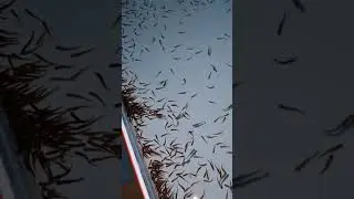 малек форели, становится на плав. 